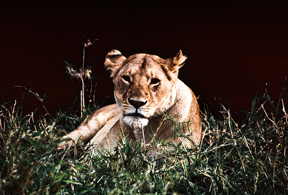 55454_SL_COLOR_LION_KILL_SUMBURU_KENYA_AFRICA_1989_16