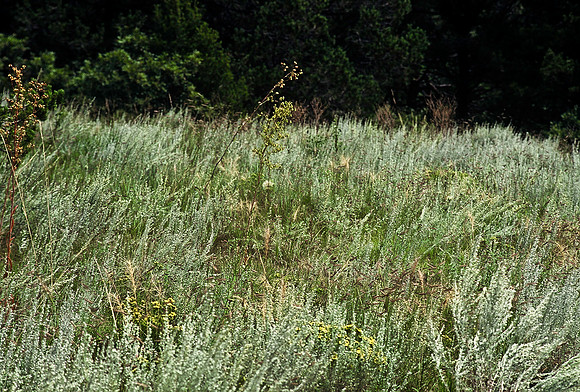 47497_B6_SL_COLOR_TRINIDAD_TO_HWY12_LOOP_SEGUNDO_BIG_PINE_RANCH_CO_97_10.jpg