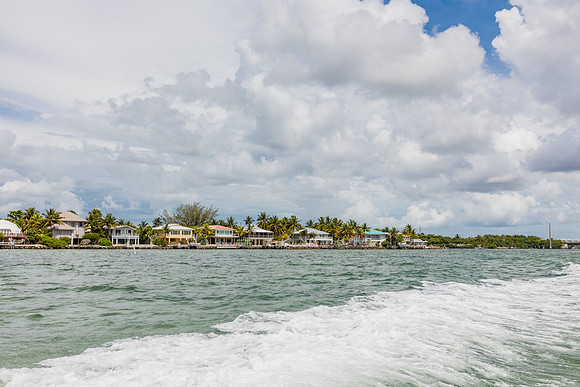 20160714_Key_West_Little_Palm__75A0587