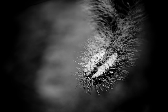 0031_La_Arizona_5L8Y5324