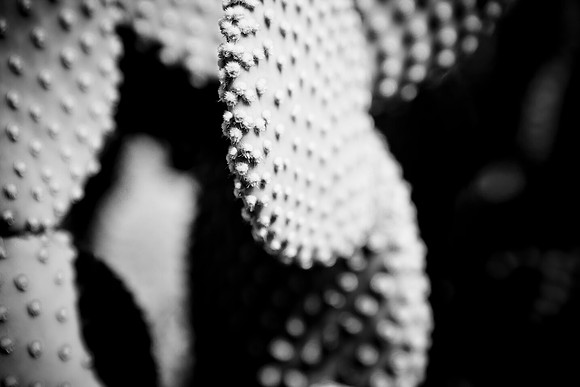 0031_La_Arizona_5L8Y5265