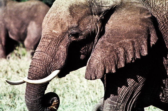 55393_SL_COLOR_ELEPHANTS_MASAI_KENYA_AFRICA_1989_5