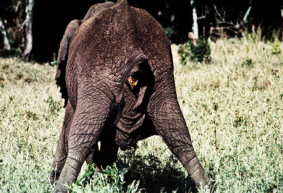55393_SL_COLOR_ELEPHANTS_MASAI_KENYA_AFRICA_1989_15