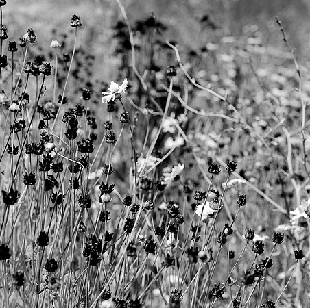 2384_FM_BW_SQ_FLOWERS_NapA_CA_02.jpg