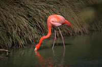 4975_DG_Fisher_Flamingos_Miami_FL_2010_IMG_0109