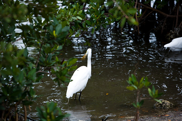 85531_20080322-ZV4N7314_Miami_To_Sanibel_Island_Florida_Everglades_FL_USA