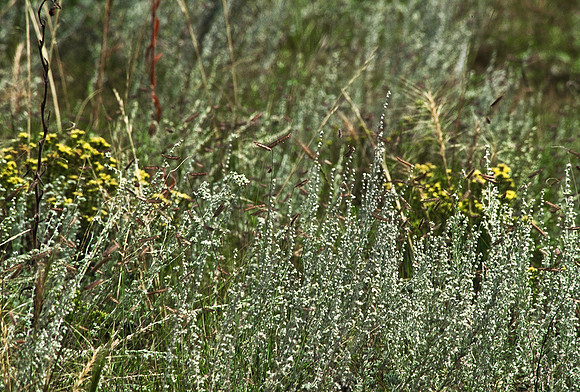 47498_B6_SL_COLOR_TRINIDAD_TO_HWY12_LOOP_SEGUNDO_BIG_PINE_RANCH_CO_97_10.jpg