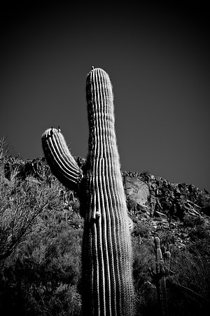 0031_La_Arizona_5L8Y5401