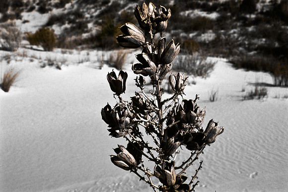 47897_B16_SL_COLOR_SANDS_NAT_MNT_TO_TREE-RIVER_FROM_HWY70_TO_HWY54N_NM_97_0404.jpg