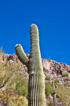 0031_La_Arizona_5L8Y5402