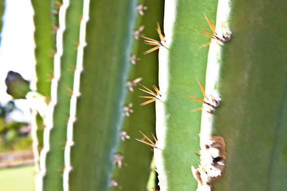 0031_La_Arizona_5L8Y5145