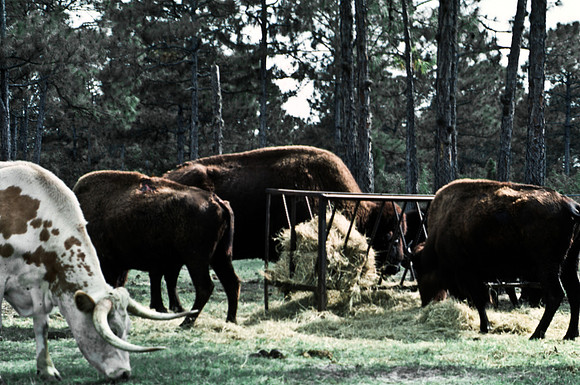 55399_SL_COLOR_WILDBEAST_KILIMANJARO_KENYA_AFRICA_1989_6