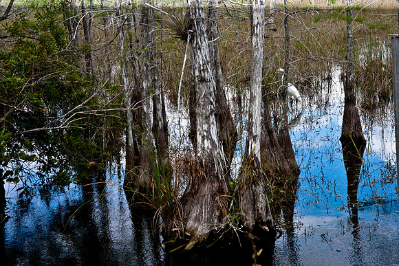 2527_EVERGLADES_MIAMI_FLORIDA_AOM_20090315__A0M1275