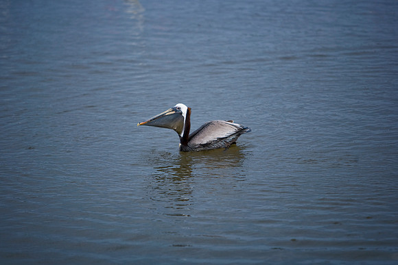 85540_ZV4N7066_Miami_To_Sanibel_Island_FL_Sanibel_FL_USA