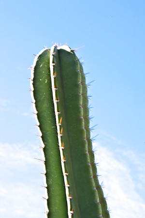 0031_DG_Cactus_Scottsdale_AZ_USA_2009_5L8Y5178