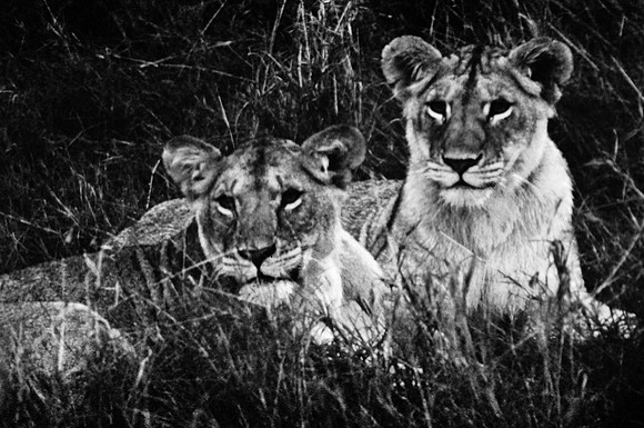55460_SL_COLOR_LIONS_MOUNT_KENYA_AFRICA_1989_19