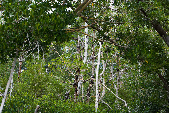 85547_ZV4N_7368-157_Miami_To_Sanibel_Island_FL