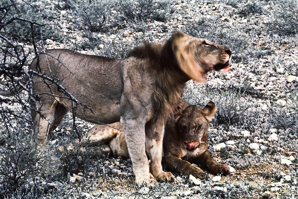 55448_SL_COLOR_LIONS_SUMBURU_KENYA_AFRICA_1989_14
