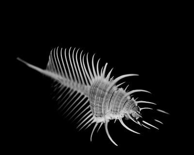 42428_FM_4X5_BW_MERUX_VENUS_COMB_FL_04_05