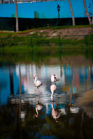 2903_DG_Fisher_Golf_Flamingos_Birds_5l8Y_2821