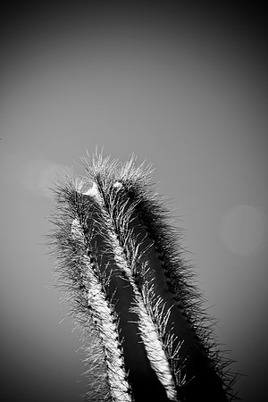 0031_La_Arizona_5L8Y5535