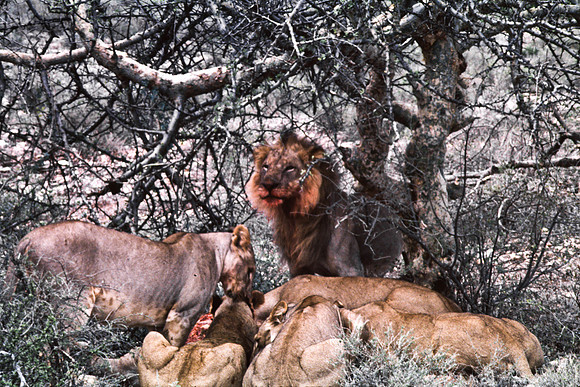 55448_SL_COLOR_LIONS_SUMBURU_KENYA_AFRICA_1989_17