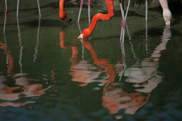 4975_DG_Fisher_Flamingos_Miami_FL_2010_IMG_0162