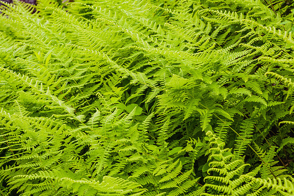 20060628_Maine_ZV4N1137