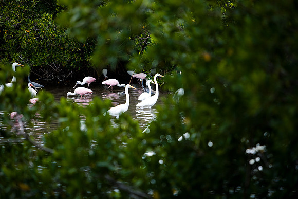 85531_20080322-ZV4N7320_Miami_To_Sanibel_Island_Florida_Everglades_FL_USA