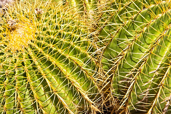 0031_La_Arizona_5L8Y5232