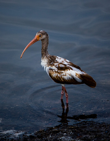 85546_ZV4N_7213-2_Miami_To_Sanibel_Island_FL_USA