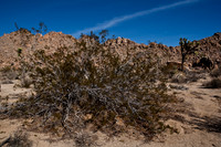 36377_DG_COLOR_JOSHUA_TREE_NATL_PARK_29_PALMS_CALIFORNIA_CA_USA_2007_ZV4N_1327