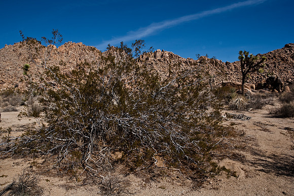 36377_DG_COLOR_JOSHUA_TREE_NATL_PARK_29_PALMS_CALIFORNIA_CA_USA_2007_ZV4N_1327