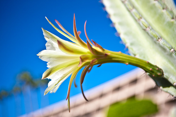 0031_DG_Cactus_Scottsdale_AZ_USA_2009_5L8Y5147