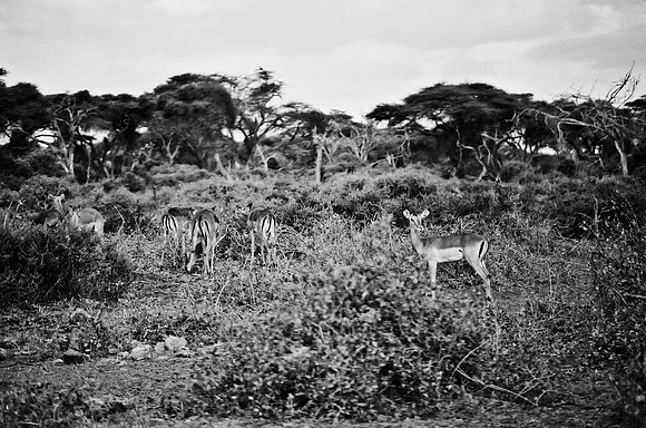 B3_82009_BW_194_New_Masai_Africa_89_10
