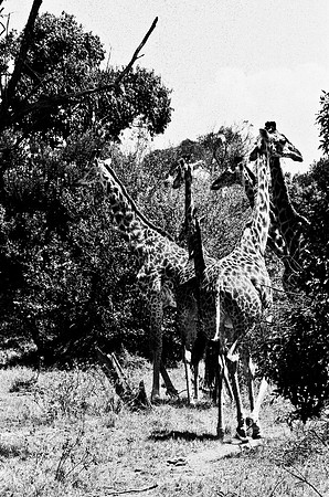 B3_82002_BW_194_New_Masai-Ballon_Africa_89_23