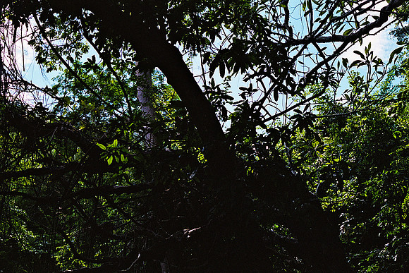 FILM