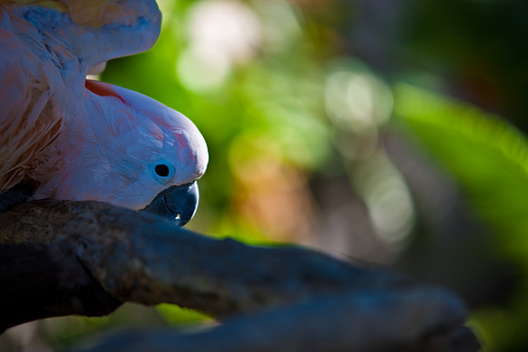 2903_DG_Island_Fisher_Birds_5l8Y_2891