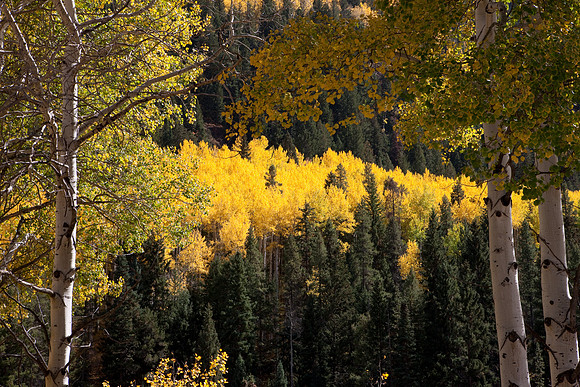 20080830_DVD14_DG_USA_Aspen_2401_full_blead