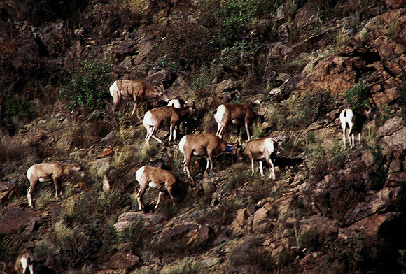 47439_B5_SL_COLOR_TO_ROYAL_GORGE_TO_SALIDA_COLORADO_WY_97_08.jpg