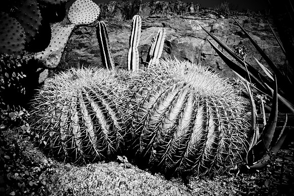 0031_DG_Cactus_Scottsdale_AZ_USA_2009_5L8Y5229