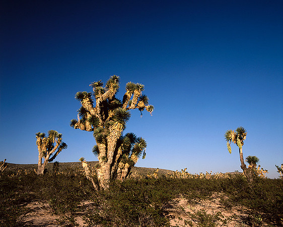 4000_20080719_ADS_Mexican_Landscape_Mexico_175