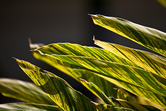 3001_Fisher_Plant_Miami_FL5L8Y2399