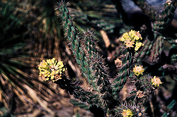 47894_B16_SL_COLOR_LA_MESILLA0_TO_WHITE_SOUNDS_NAT_MNY_HWY20_NM_97_0239.jpg