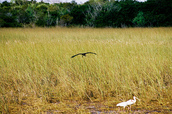 84694_EVERGLADES 33939__Azuley-R7-26A