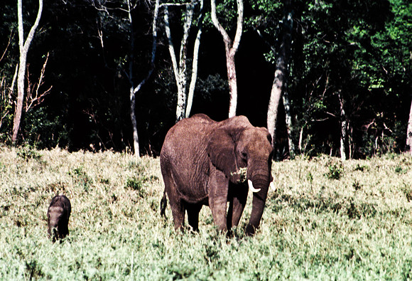 55393_SL_COLOR_ELEPHANTS_MASAI_KENYA_AFRICA_1989_11