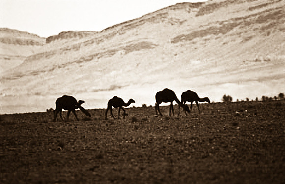 3200_SL_COLOR_RISSANI_MAROCCO_II_1998_3