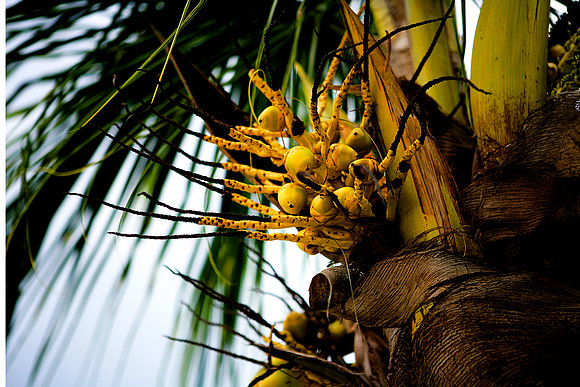 36264_DG_Color_North_America_Ixtapa_MexicoZV4N4934