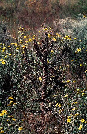37873_B15_SL_COLOR_TAOS_TO_EMBUDA_TO_BANDELIER_NM_97_19.jpg