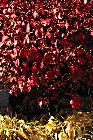 0337_FM_COLOR_MINESOTA_99_100.jpg